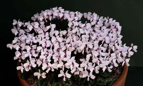 Cyclamen alpinum